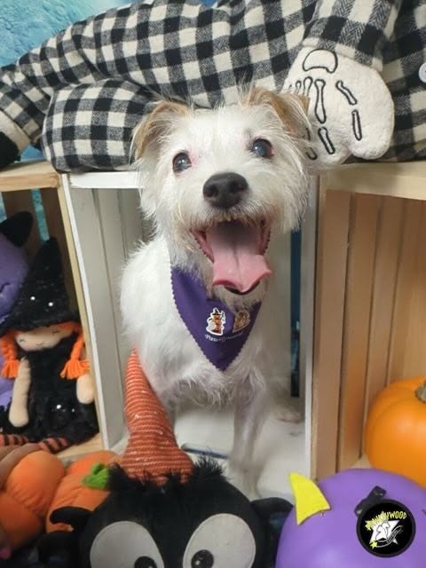 Pawllywood Star