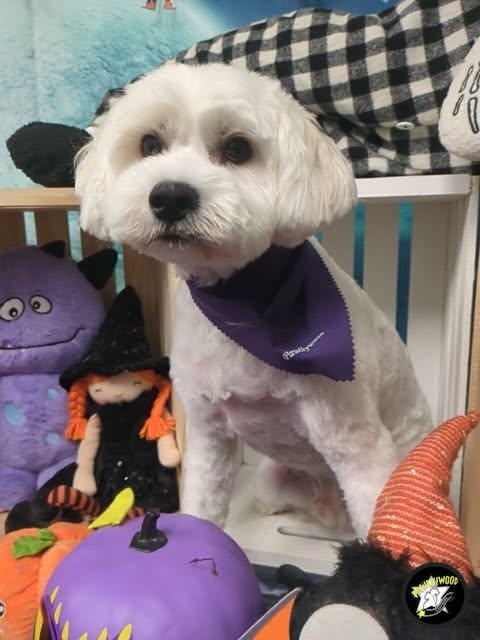 Pawllywood Star