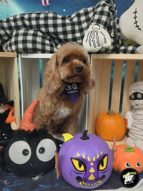 Pawllywood Star
